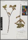 Foto von Salix aegyptiaca L.